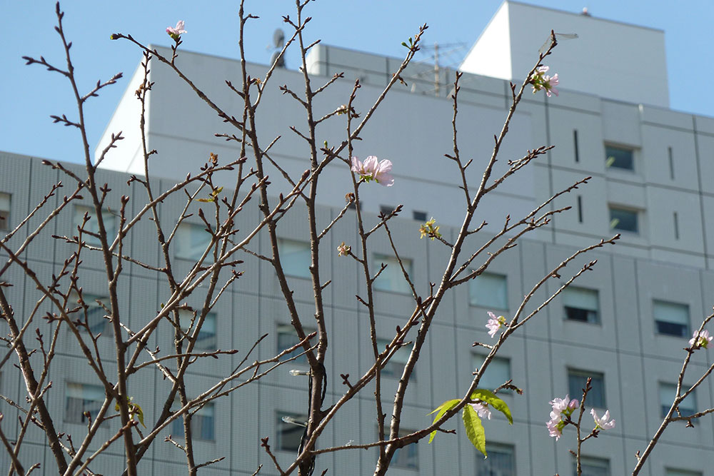 10月に花をつけた桜の木