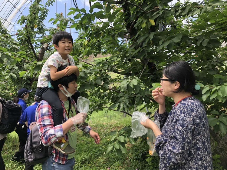 さくらんぼ狩りの様子