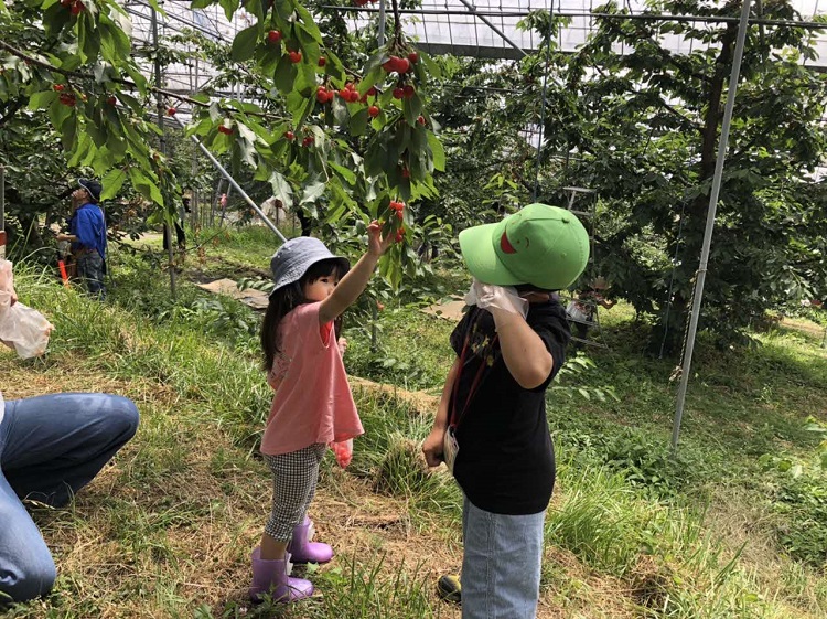 さくらんぼをとる子どもたちの様子