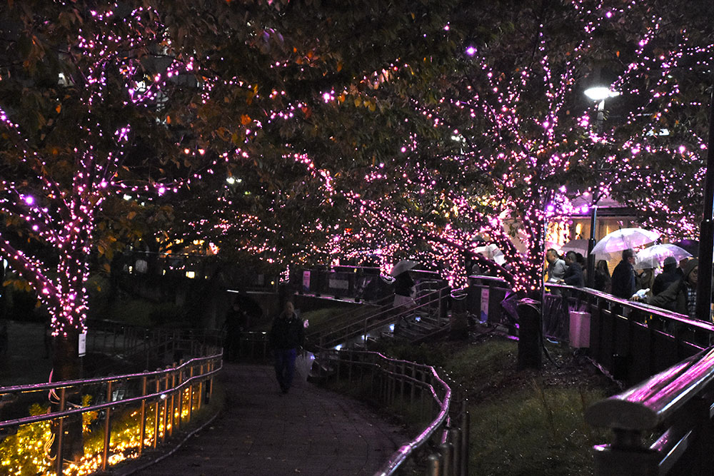 桜色のイルミネーション