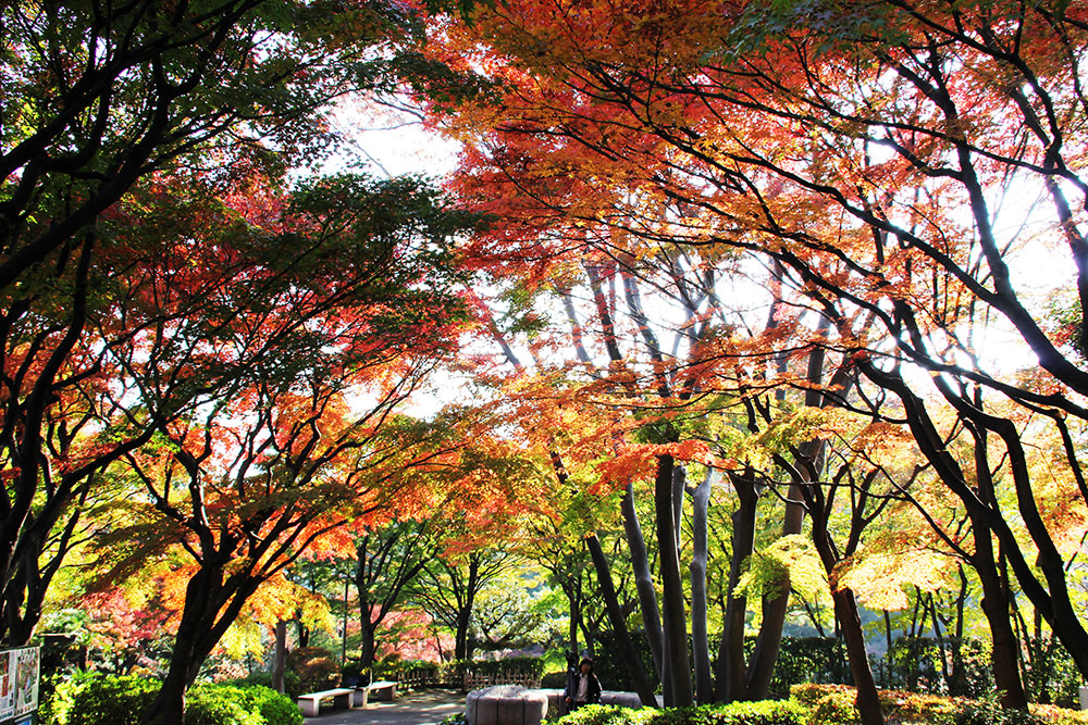 紅葉が始まった池田山公園