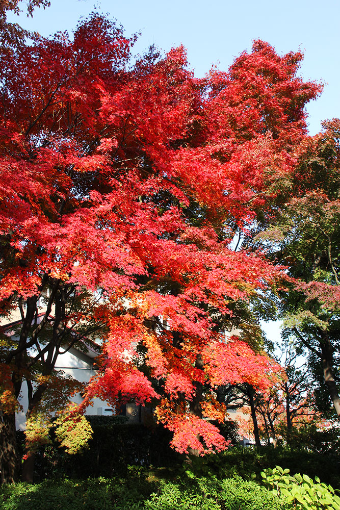 イロハモミジの紅葉