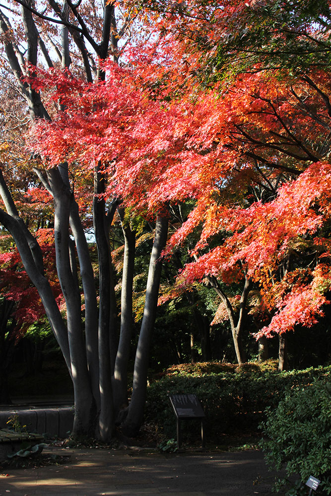 紅葉のイロハモミジ