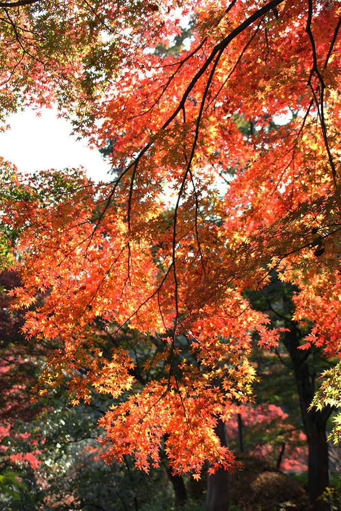 逆光に映える紅葉