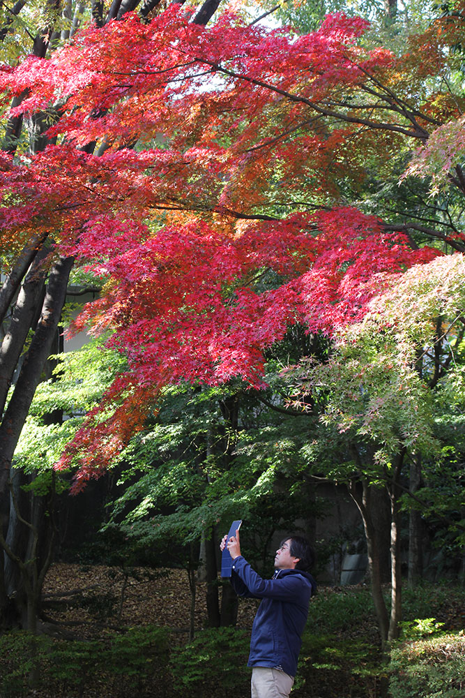 始まった紅葉を写真に収める