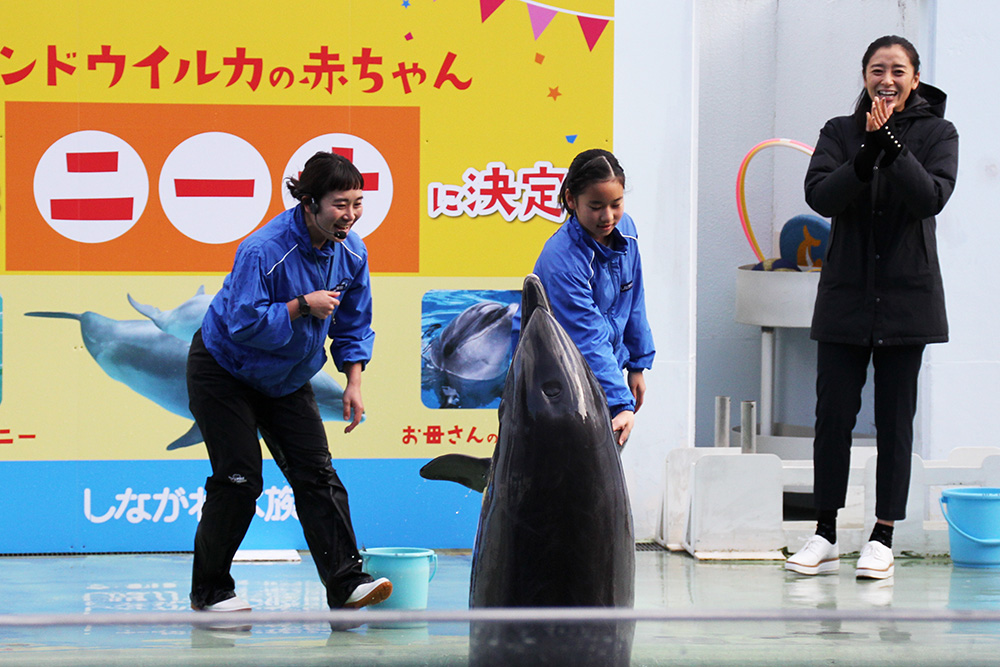 イルカトレーナー体験　日高さんがイルカとの握手