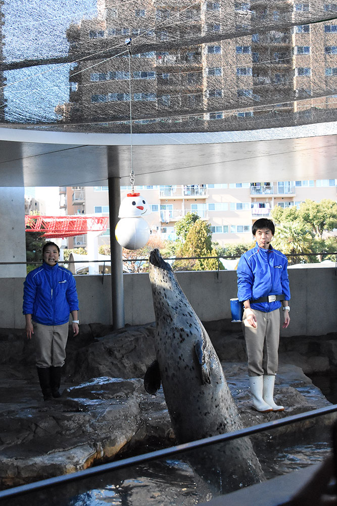 あざらしだって飛ぶんです