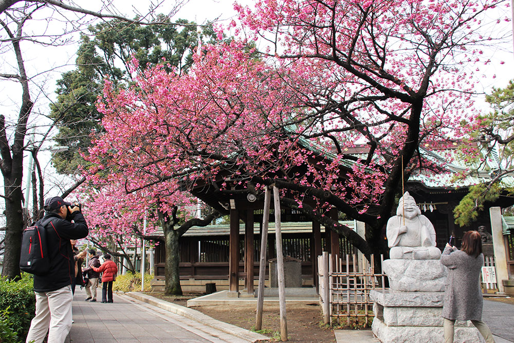 荏原神社の寒緋桜