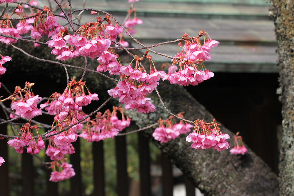 開花した寒緋桜