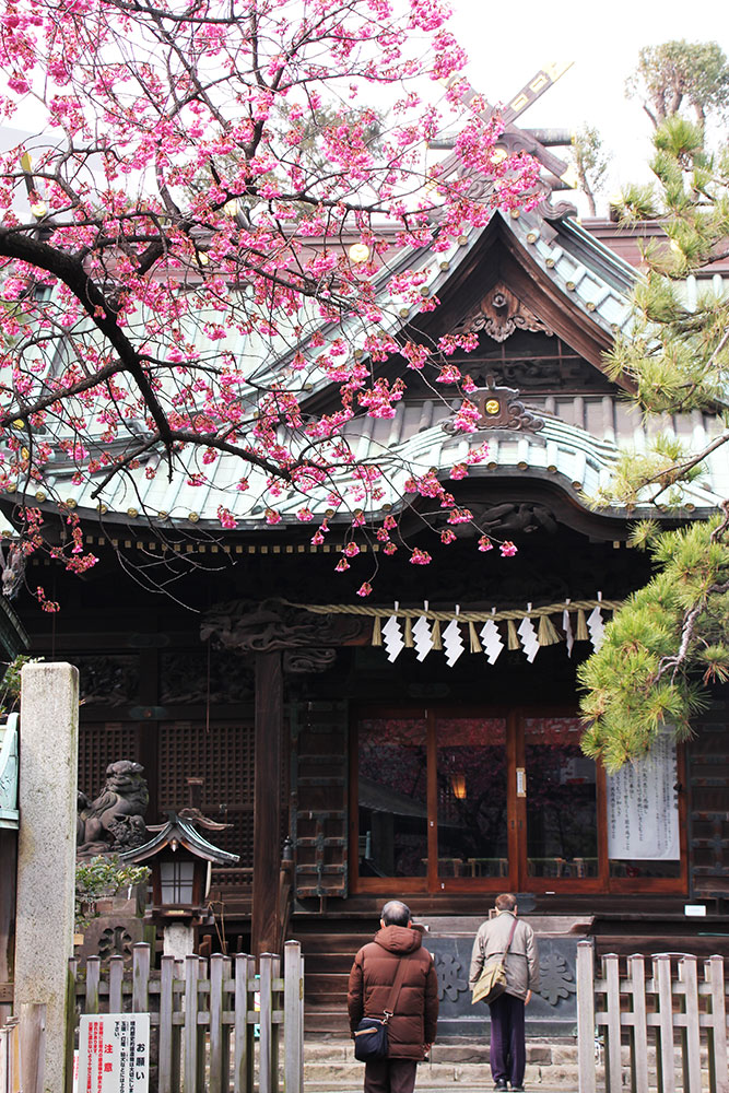 本殿前の寒緋桜