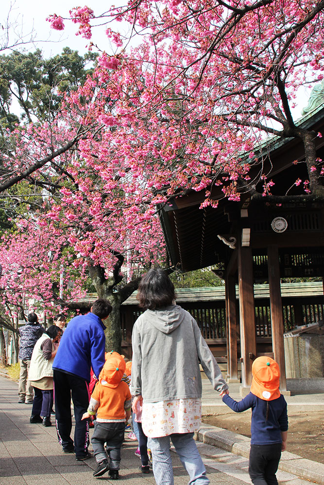 お散歩の園児たちも寒緋桜に見入る