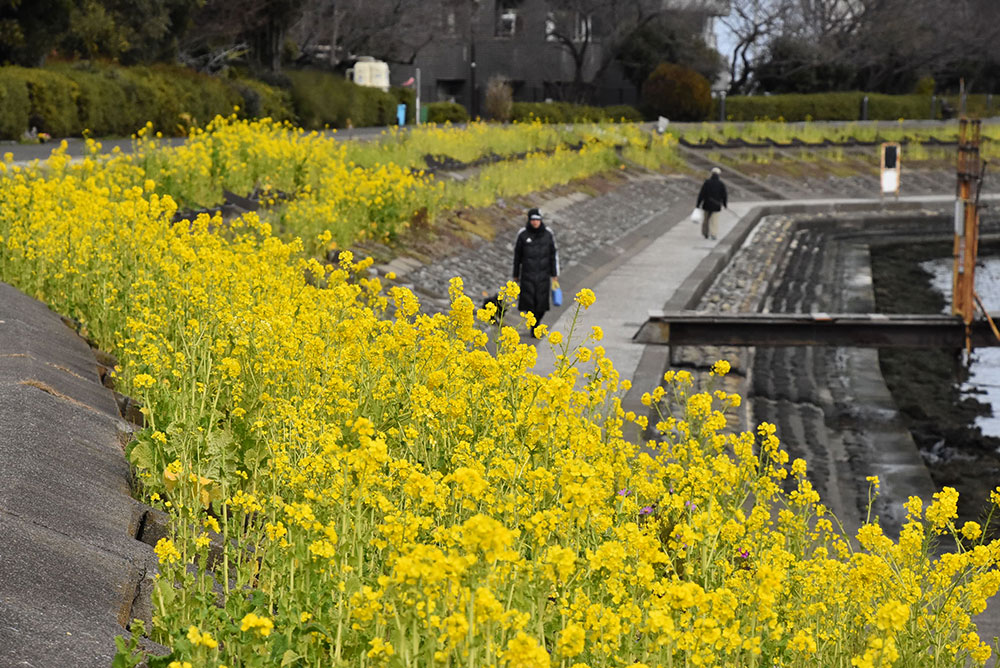 満開の菜の花と運河沿いを散歩する女性