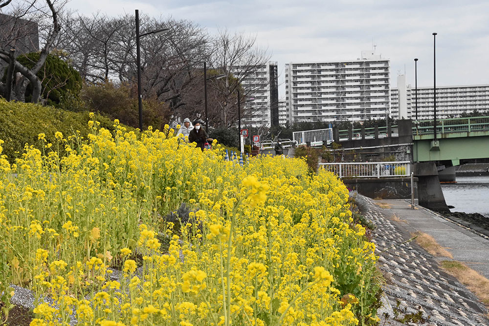 満開の菜の花を眺める男性