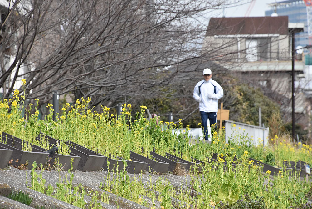 咲き初めの菜の花の横をジョギングする男性