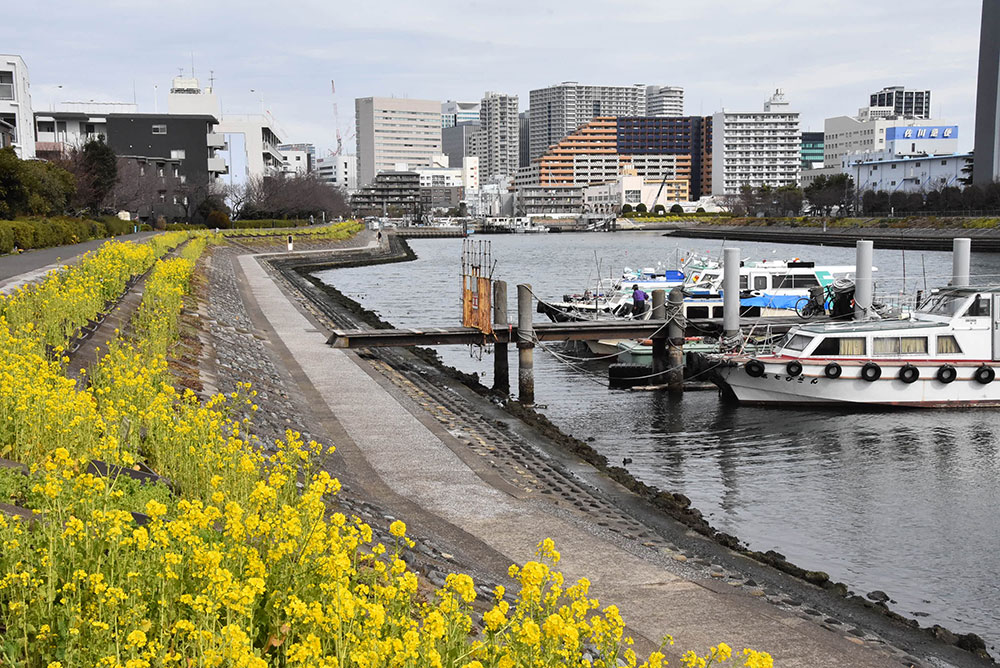 菜の花と釣り船