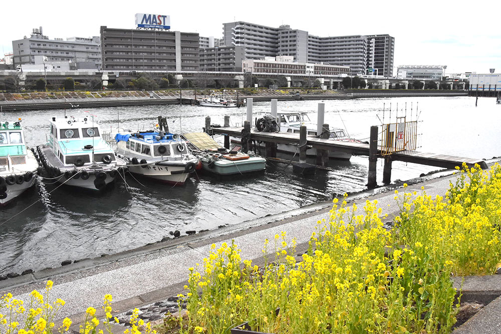 菜の花と釣り船　正面から