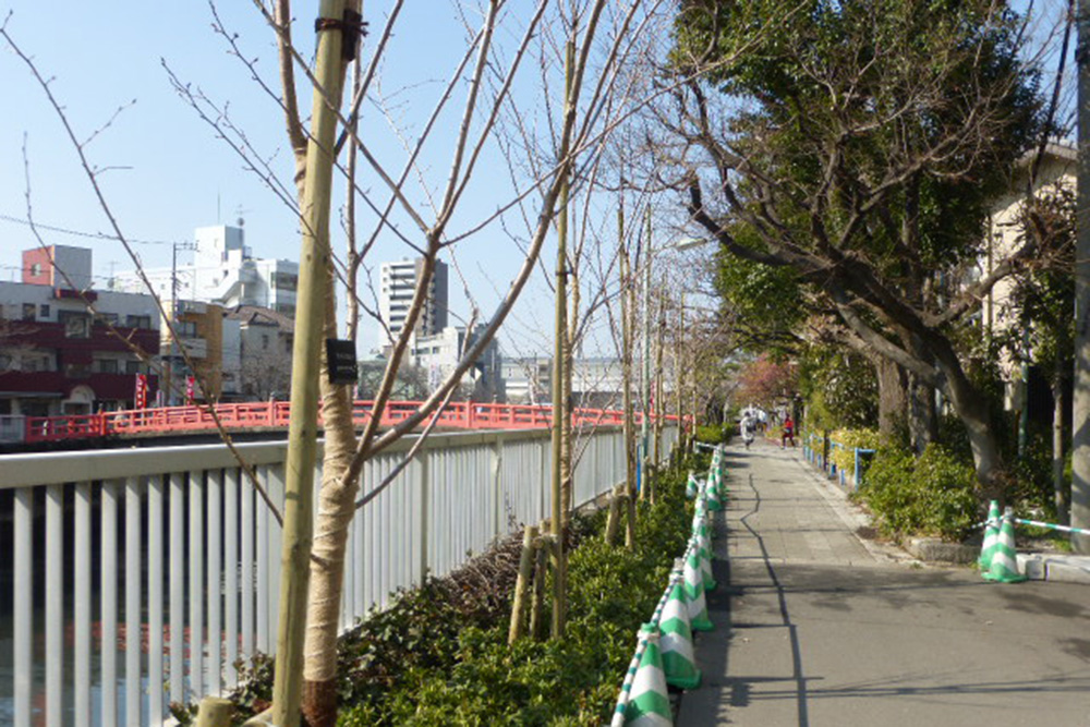 新たに植樹された桜の木