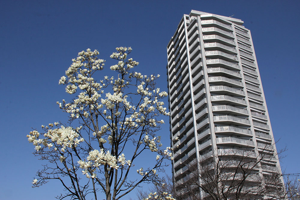 ファミーユを背景に見ごろとなったハクモクレン