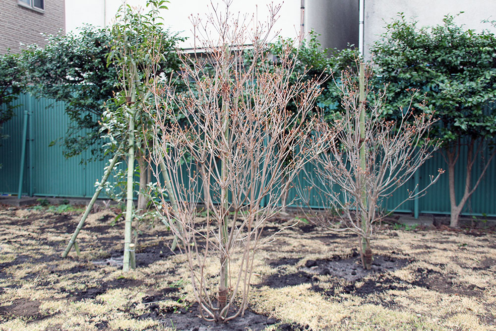 公園内の植栽