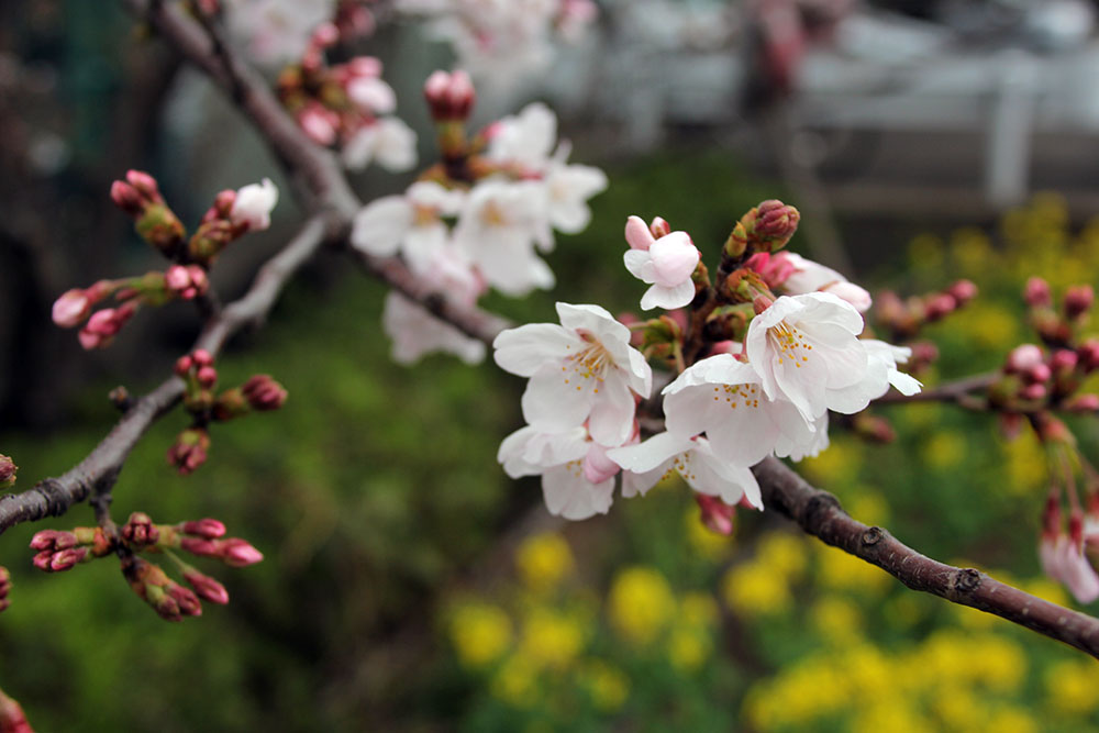 咲き始めた桜　見頃が終わる菜の花