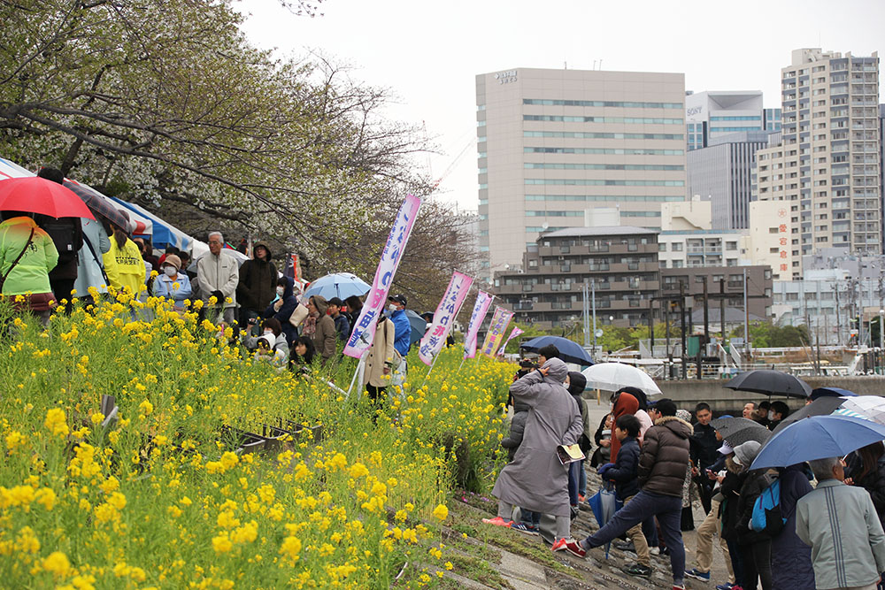 桜・菜の花まつり2019