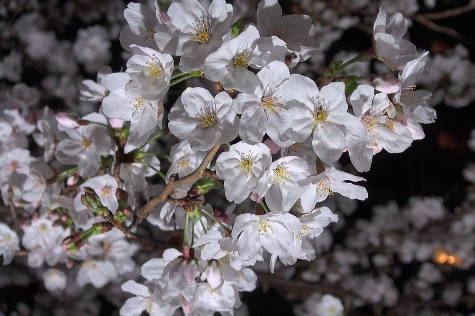 桜のアップ