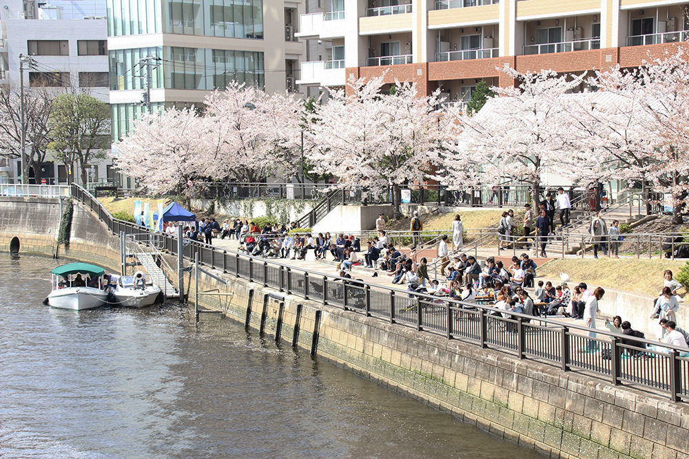 桜満開の五反田水辺広場遠景