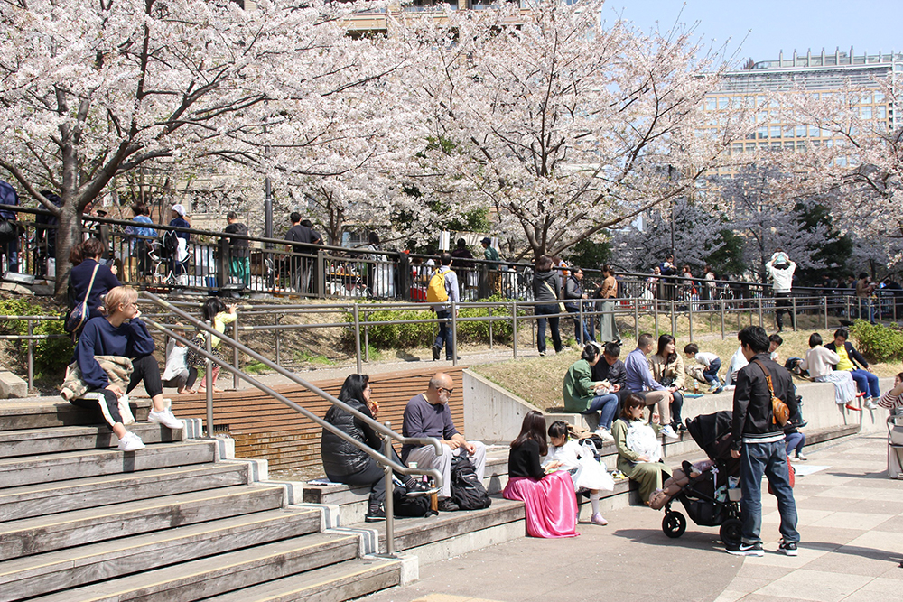 桜満開の公園