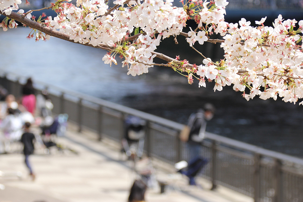 桜をアップで映した写真