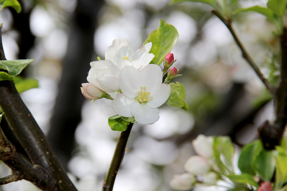 ヒメリンゴの花