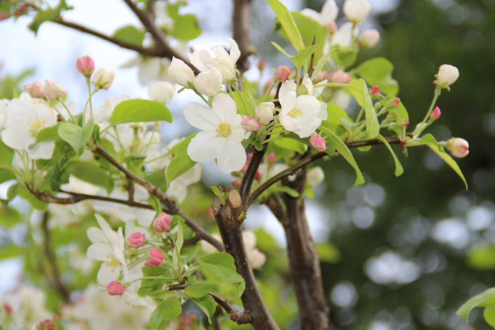 ヒメリンゴの花とつぼみ