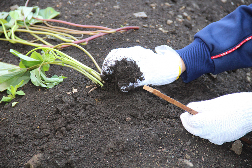 丁寧な手つきで苗植え