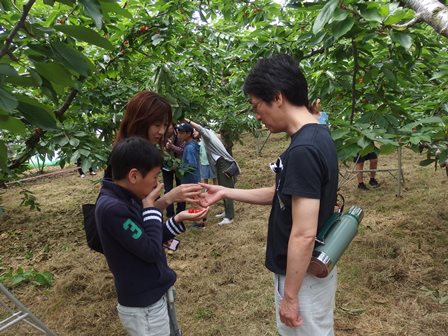 親子でさくらんぼを食べている様子