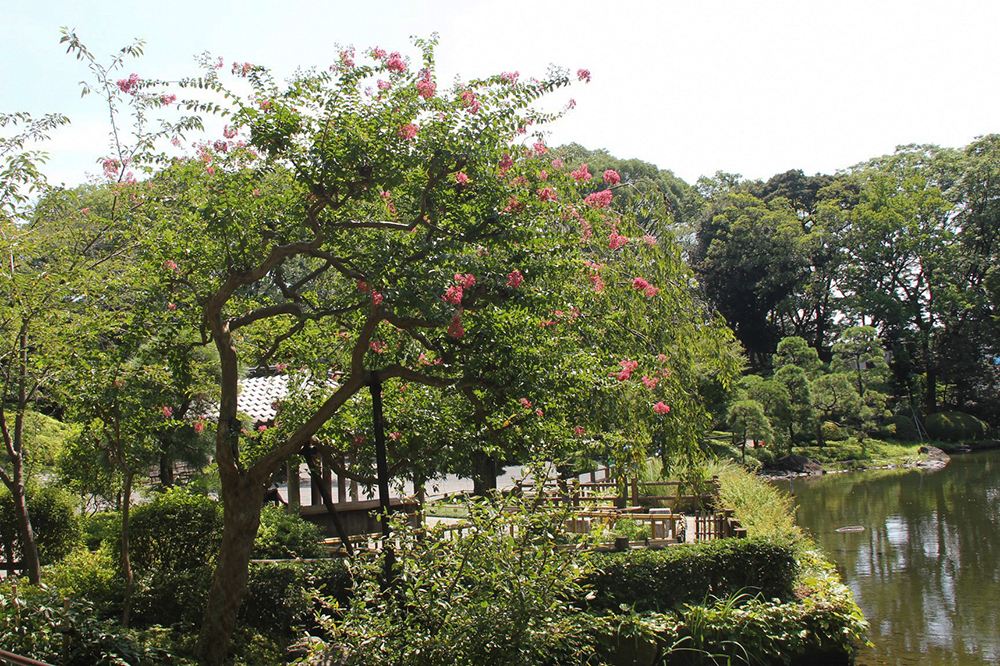 戸越公園内のサルスベリ