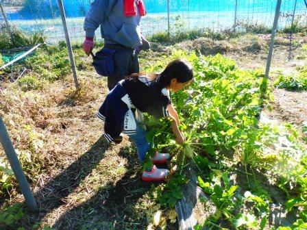 一生懸命に大根を掘る子どもたち