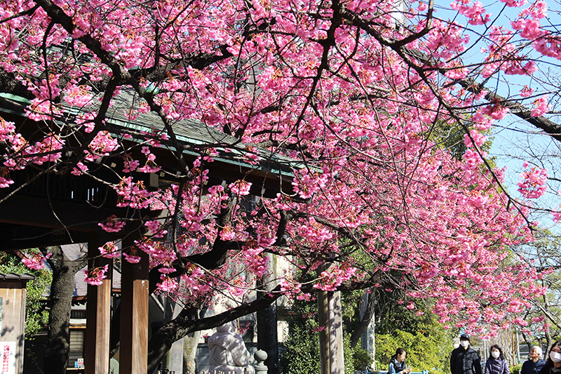 見事に咲いた寒緋桜