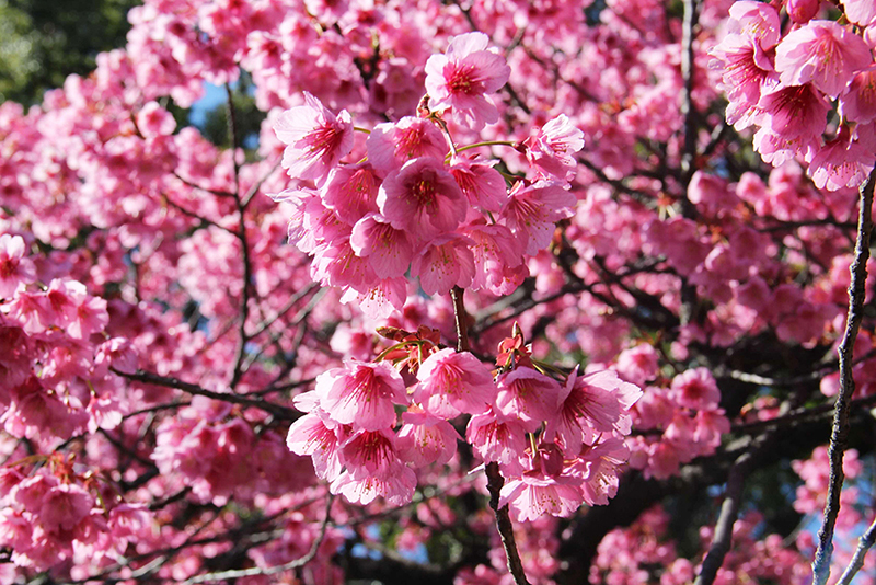 見事に咲いた寒緋桜