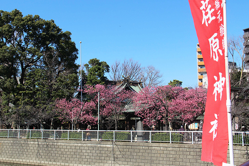 鎮守橋から見た寒緋桜