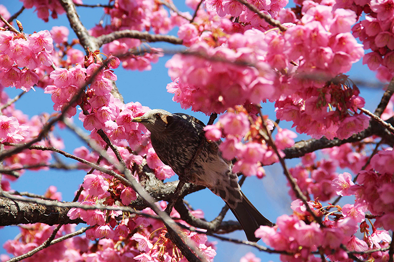 蜜を吸いに来た鳥