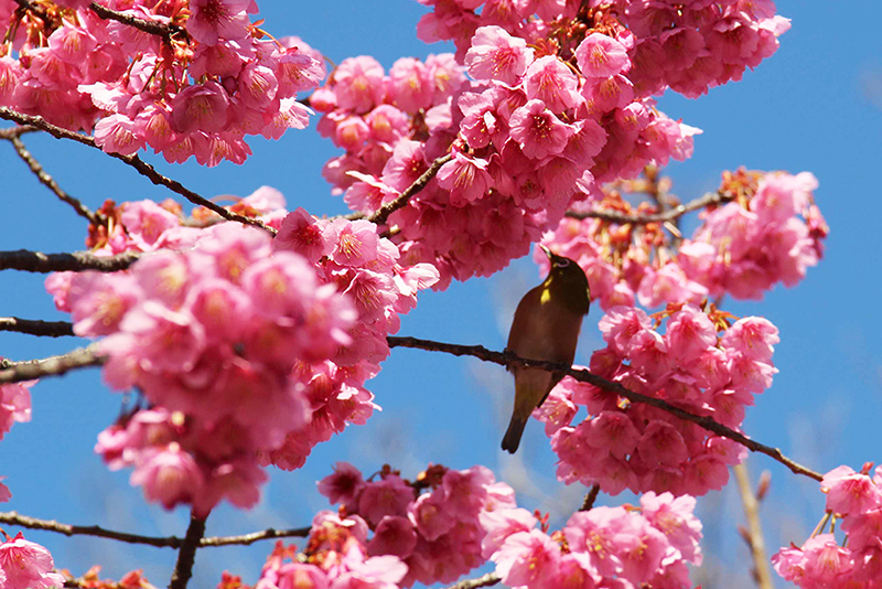 蜜を吸いに来た鳥