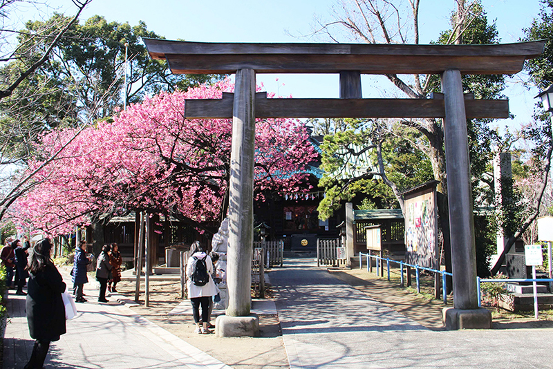 荏原神社の寒緋桜