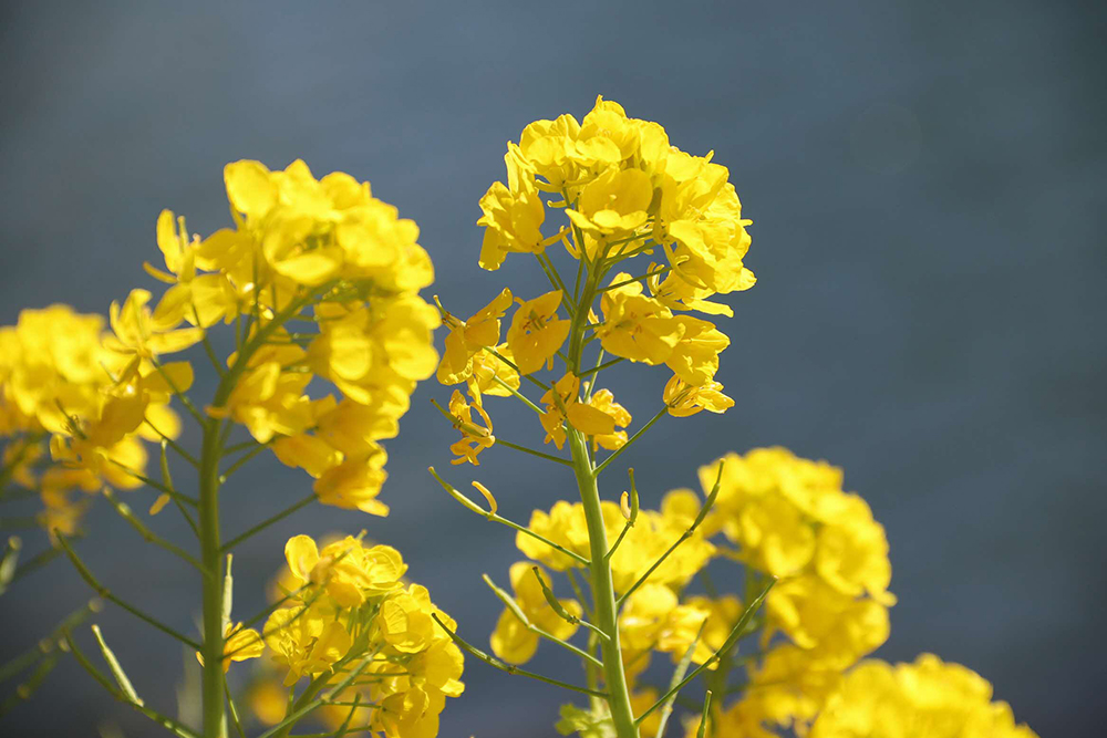 菜の花アップ