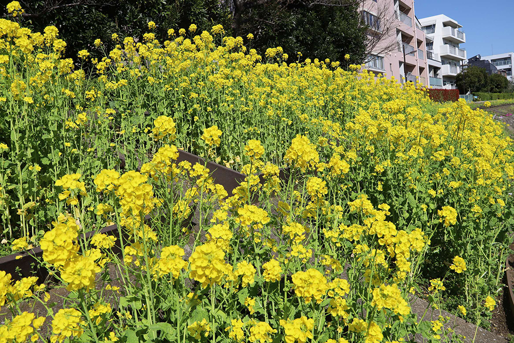 菜の花いっぱい