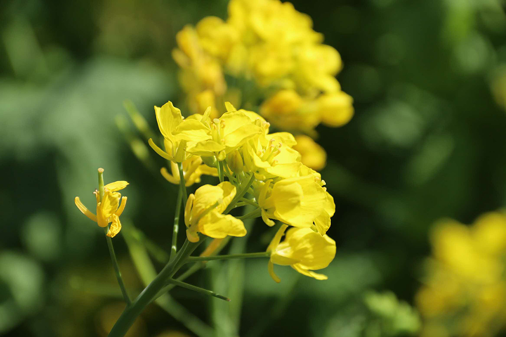 菜の花単体アップ