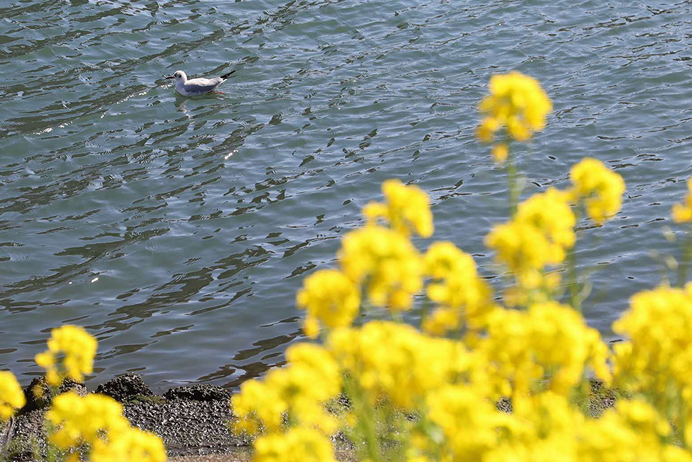 菜の花とゆりかもめ