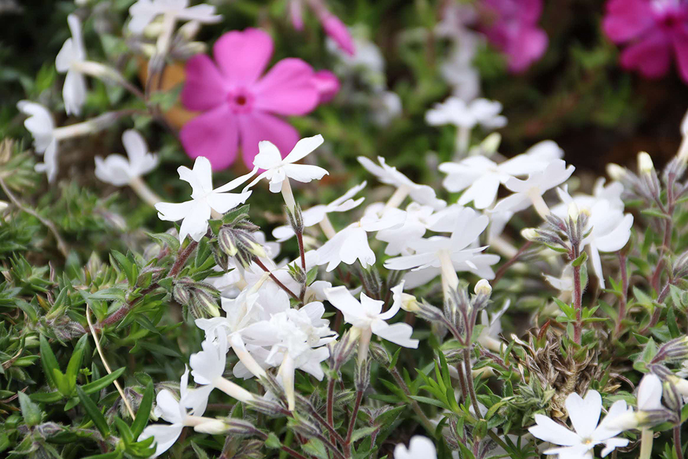 白とピンクの芝桜