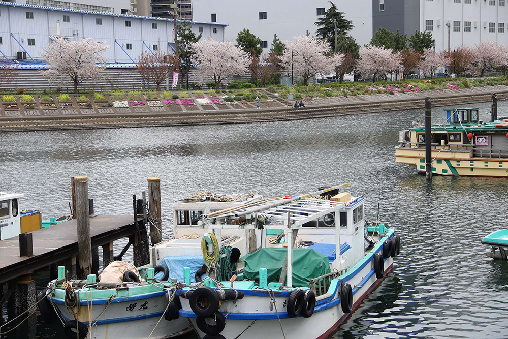 しながわ花海道の芝桜を遠目から