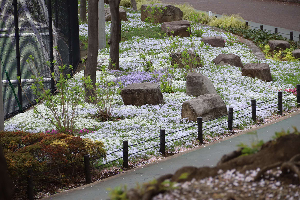 しながわ中央公園の芝桜を広めで