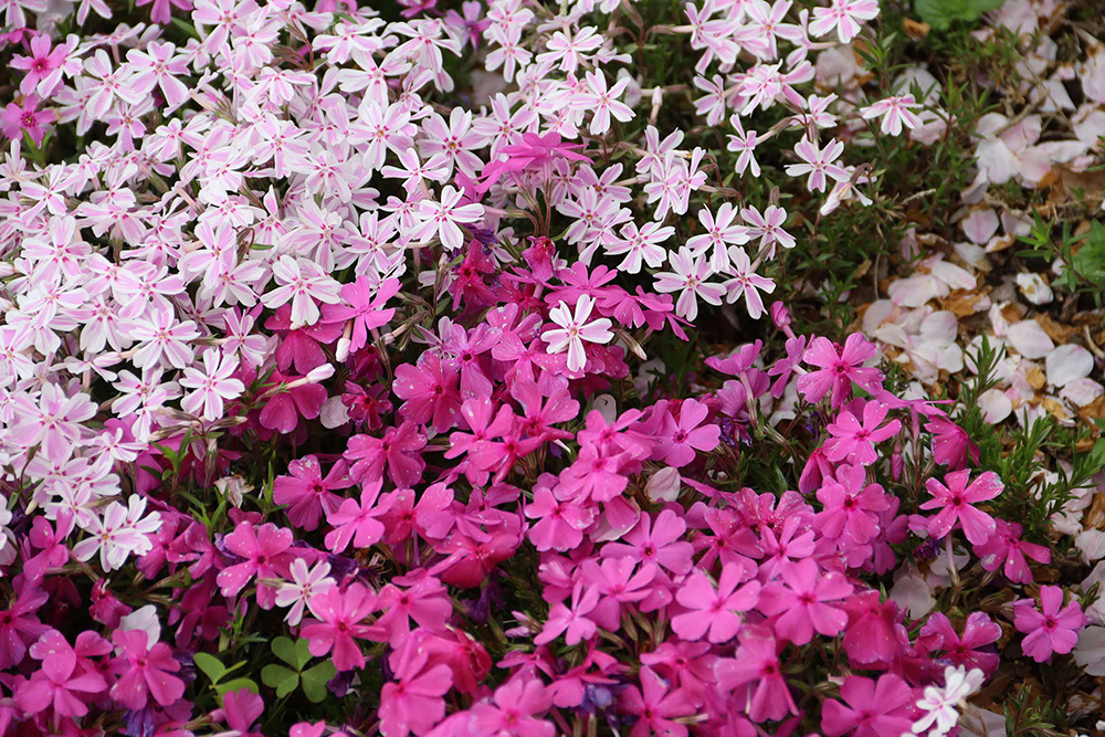 しながわ中央公園の芝桜をアップで