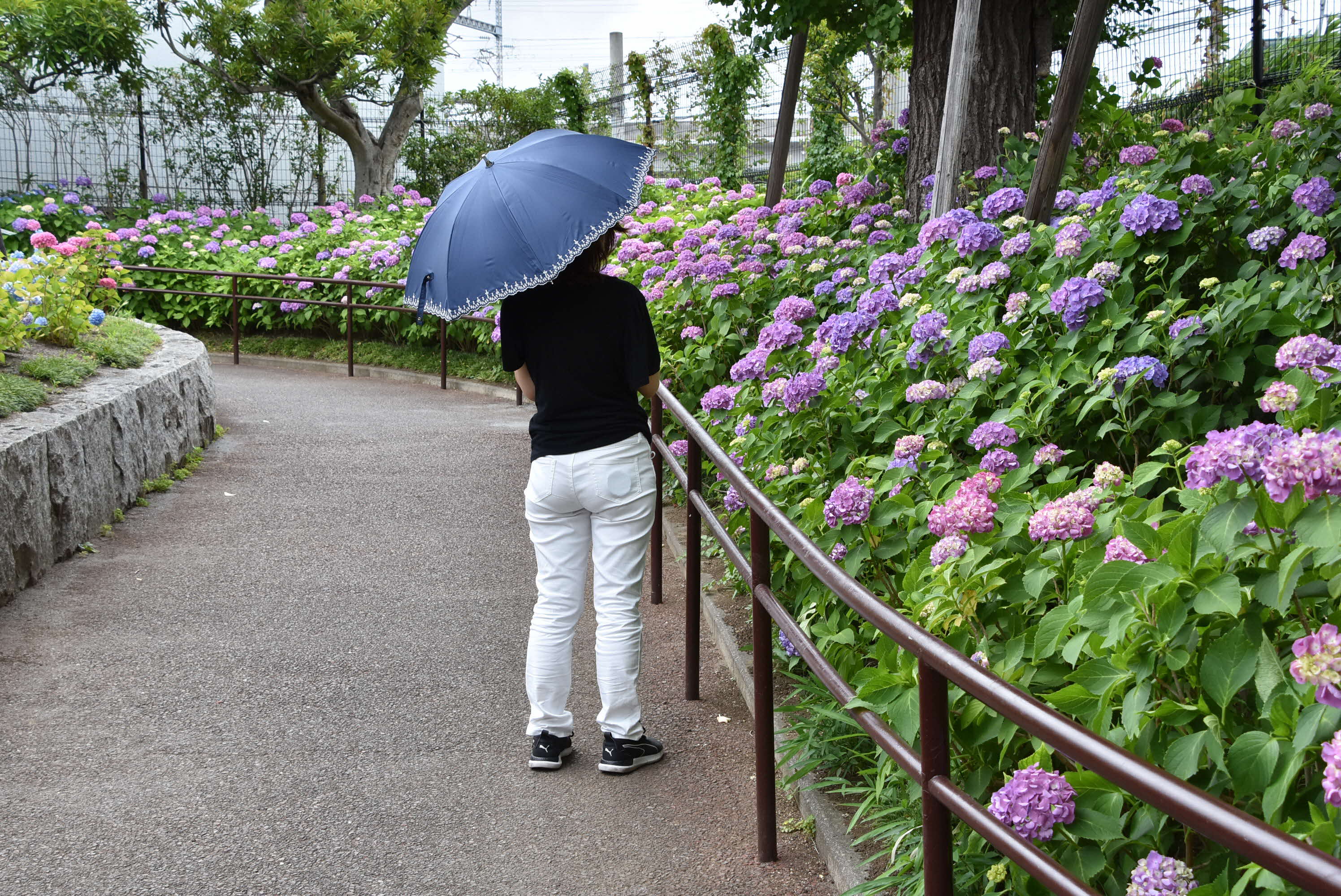 傘をさす女性とアジサイ